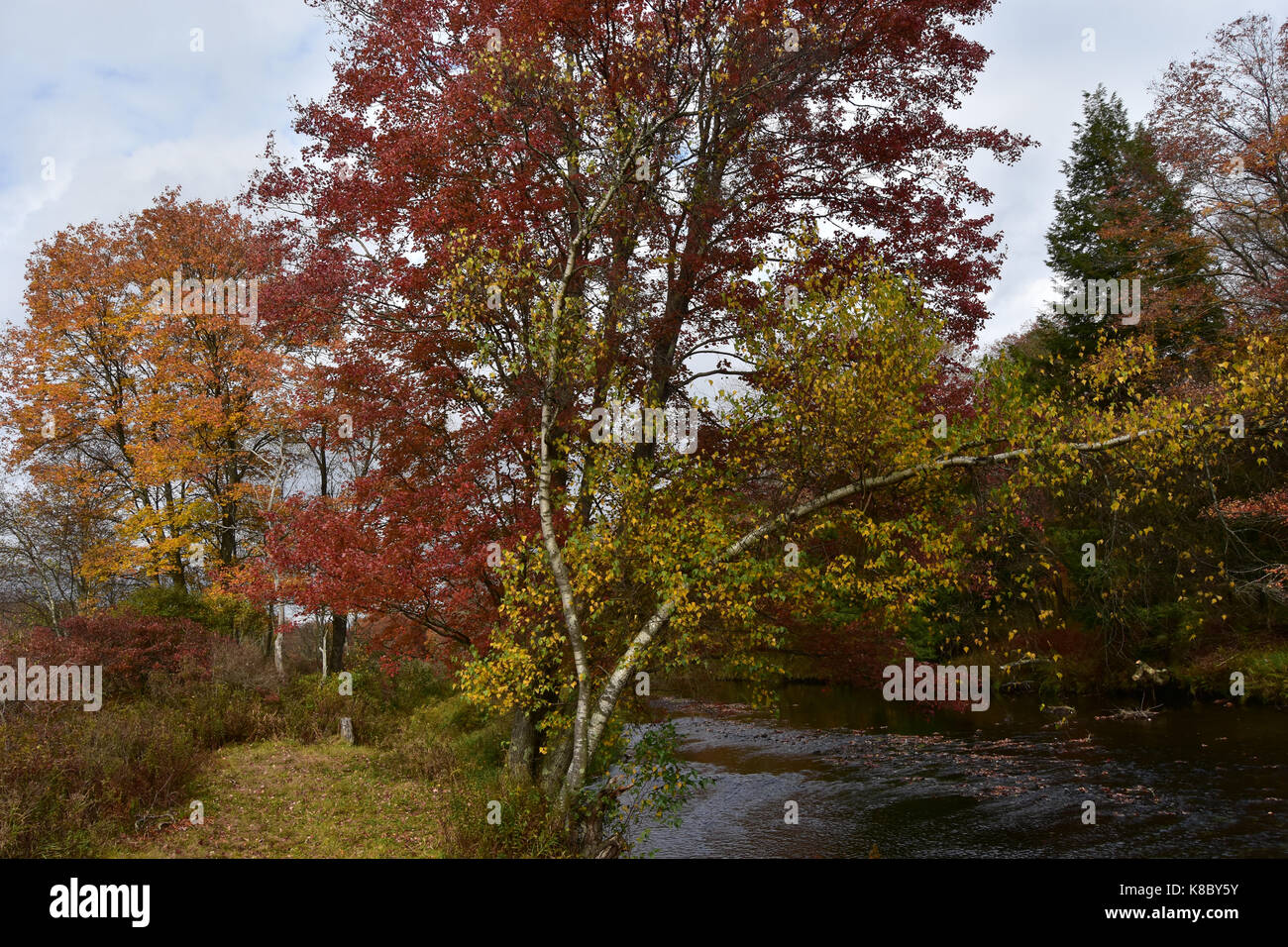 Mixed fall foliage under moody sky along peaceful river Stock Photo