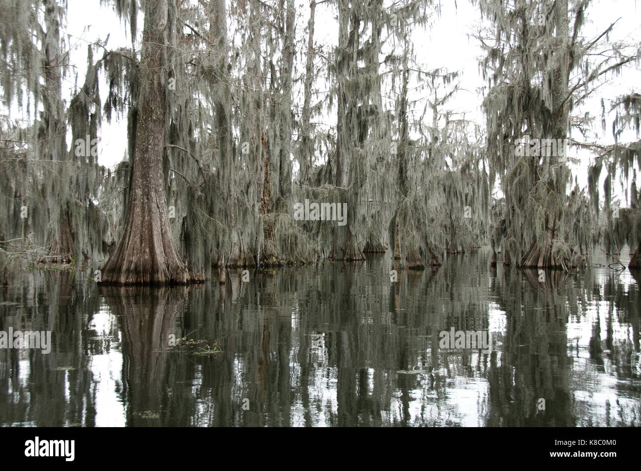 Louisiana swamp winter hi-res stock photography and images - Alamy