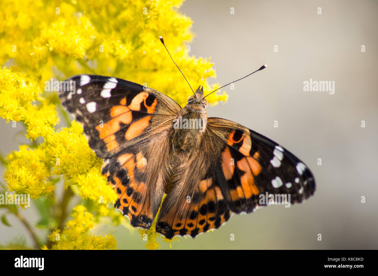 Painted Lady butterfly on yellow plant in Wilmington NY Stock Photo