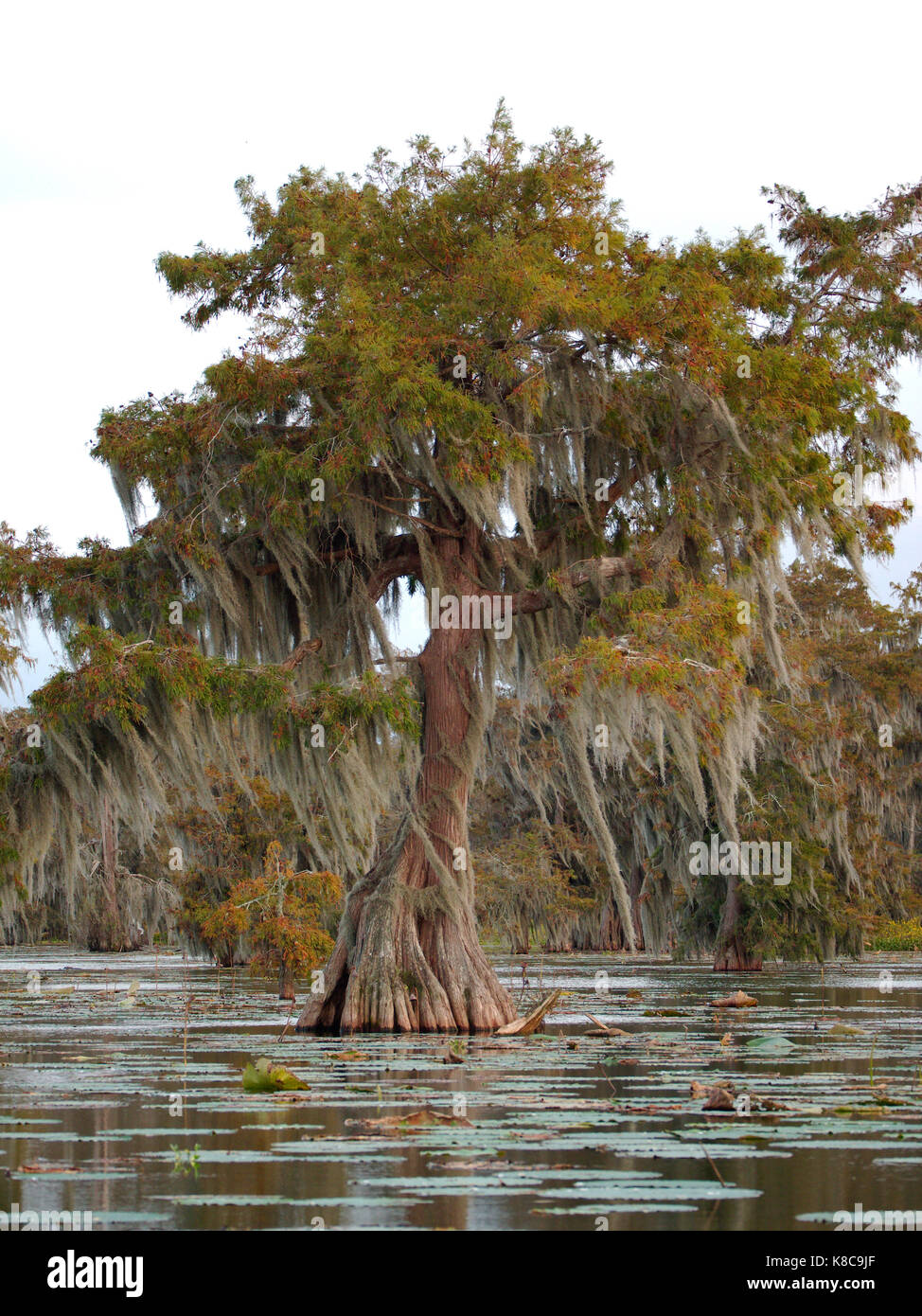 Louisiana's Kincaid Lake: Where the Cypress Trees Whisper and the Fun Never Stops