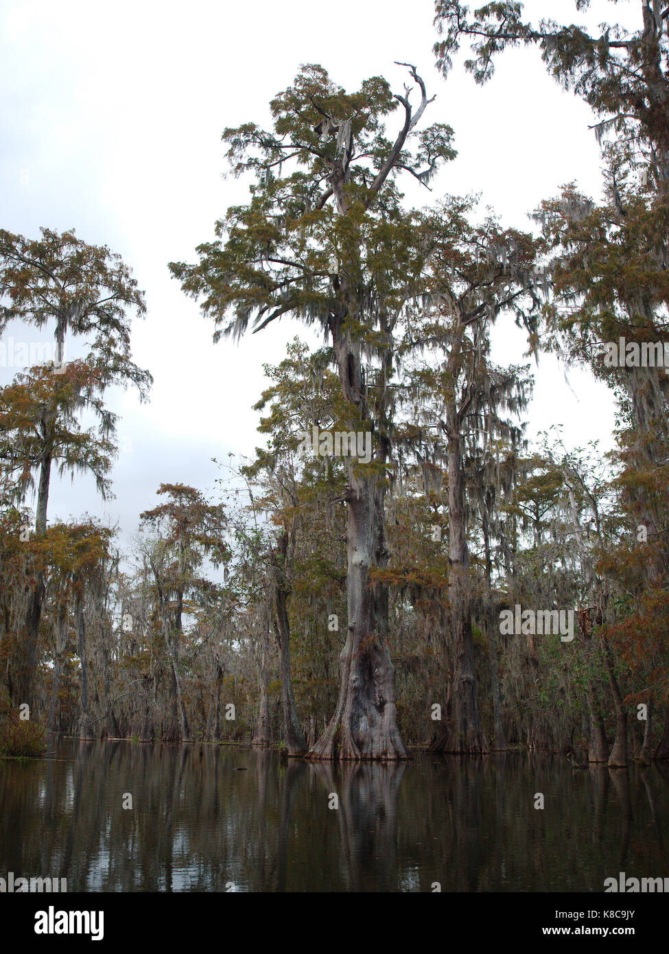 Bayou Louisiana Cypress Tree Hi Res Stock Photography And Images Alamy