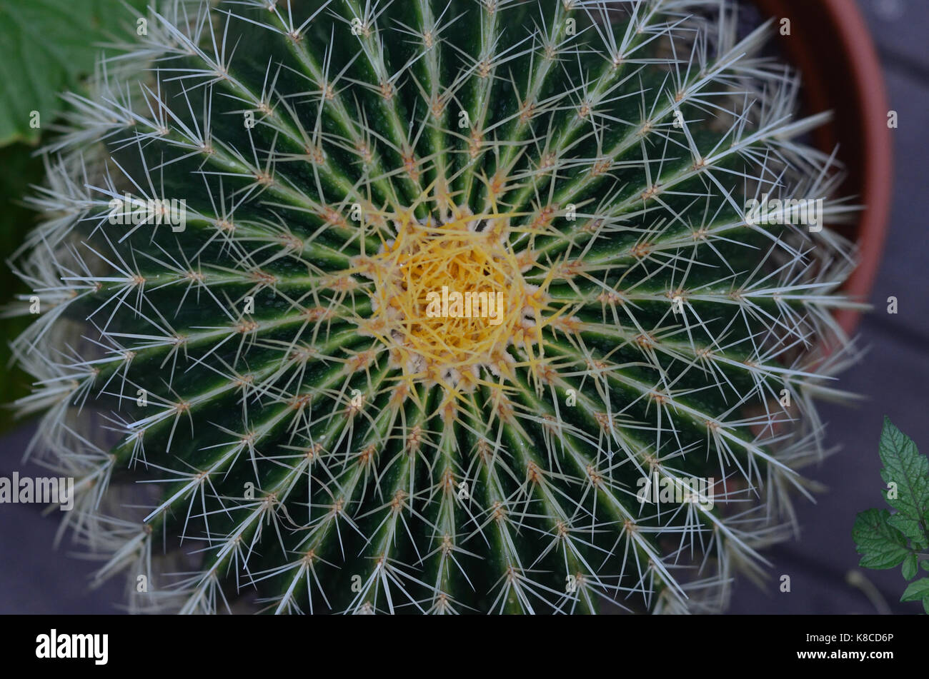 Golden Barrel Cactus from above Stock Photo