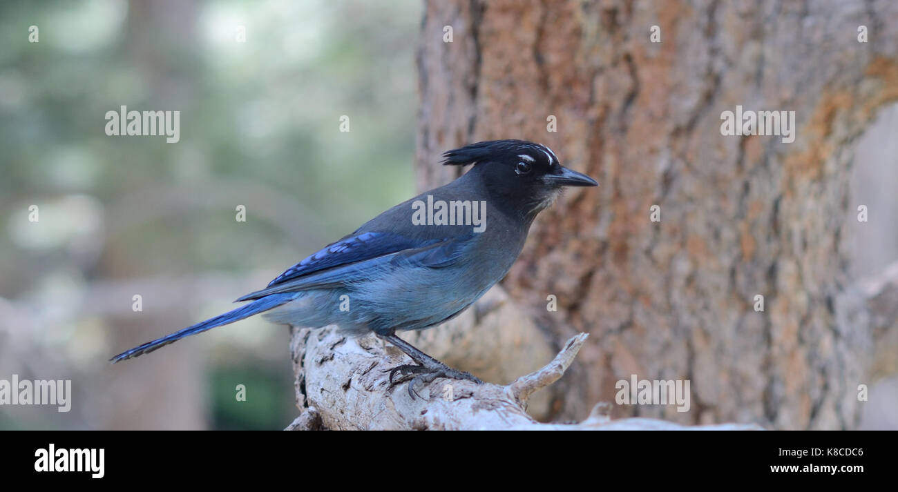 Steller's Jay on the branch of a Ponderosa pine tree in the Rocky Mountain foothills west of Boulder, Colorado Stock Photo