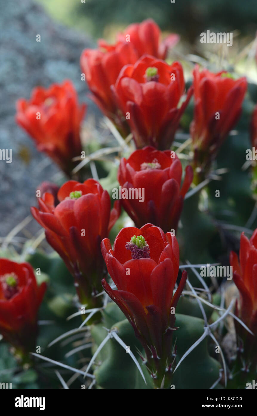 Claret cups cactus in full bloom with abundant deep red flowers Stock Photo
