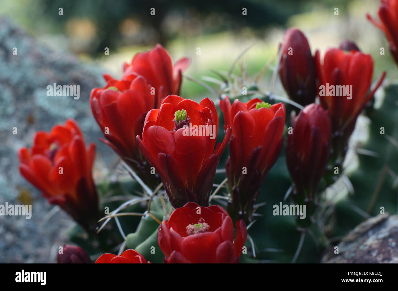 Claret cups cactus in full bloom with abundant deep red flowers Stock Photo