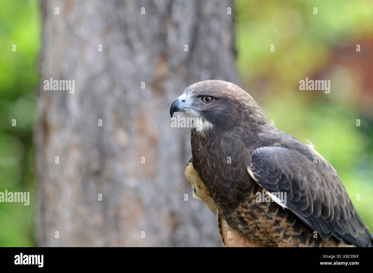 This hawk was at the Rocky Mountain Raptor Program booth during the Boulder Creek Festival i Boulder, CO Stock Photo