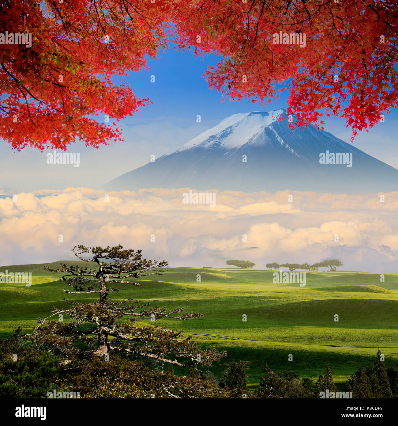 The beautiful field with red maple and mountain behind the tree Stock ...