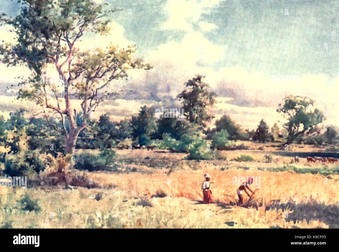 Scrub jungle burma hires stock photography and images Alamy