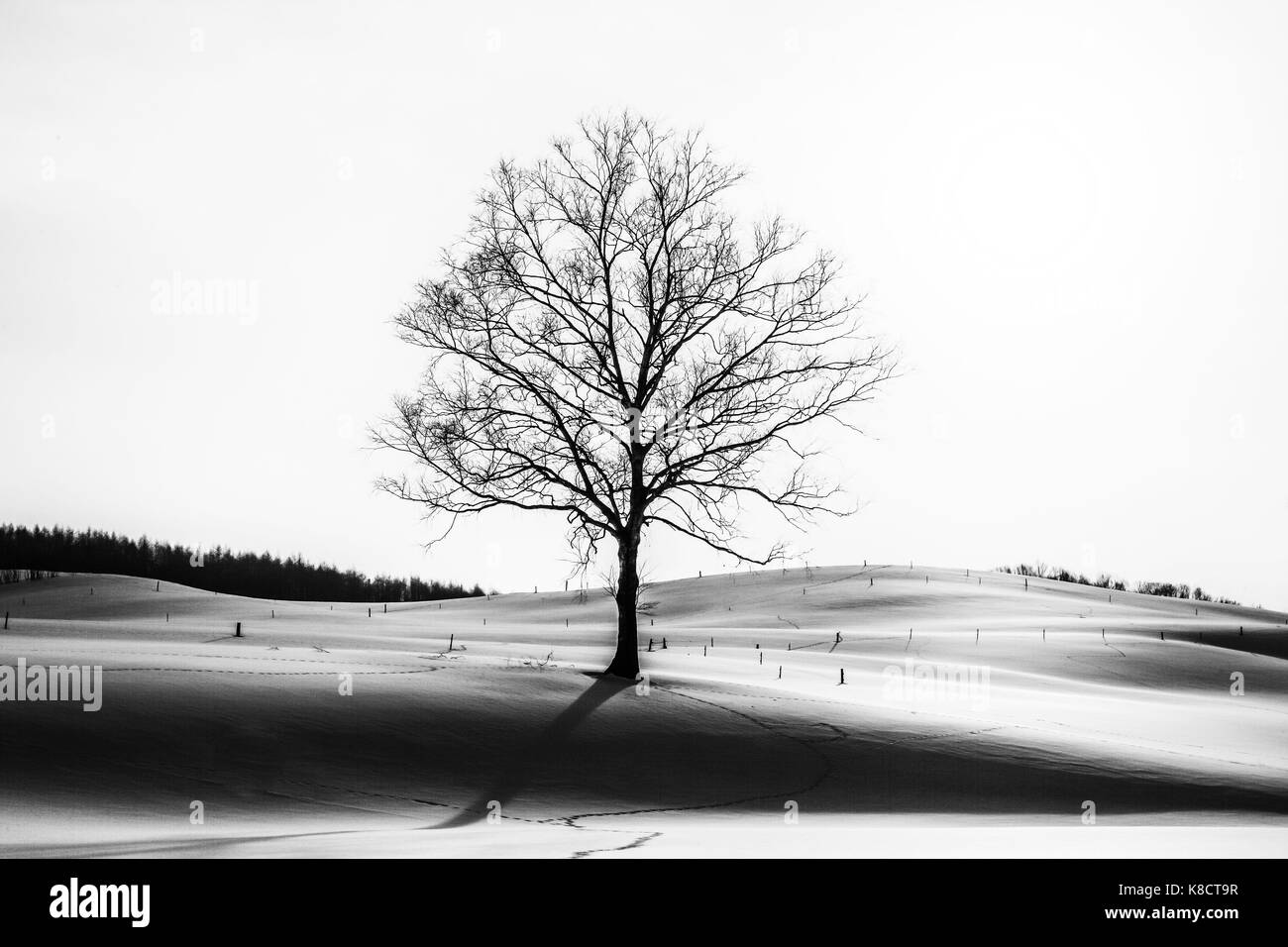 Landscape in Winter Stock Photo
