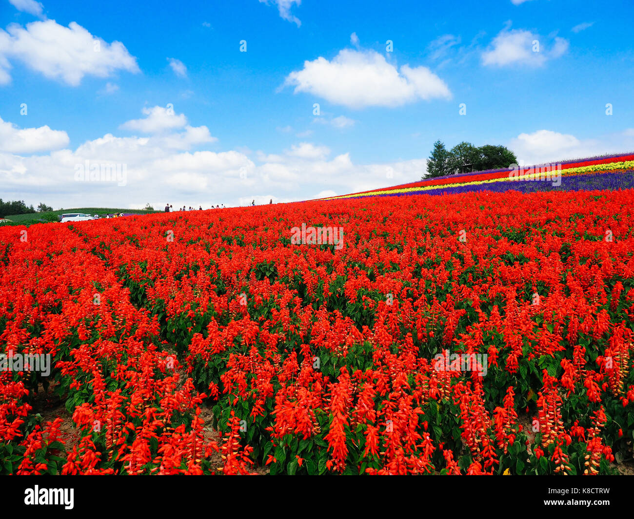 Hokkaido flower field hi-res stock photography and images - Alamy