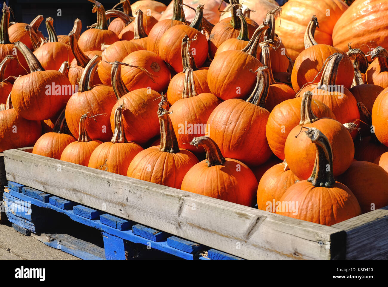 Pile of pumpkin at a fresh market Stock Photo - Alamy