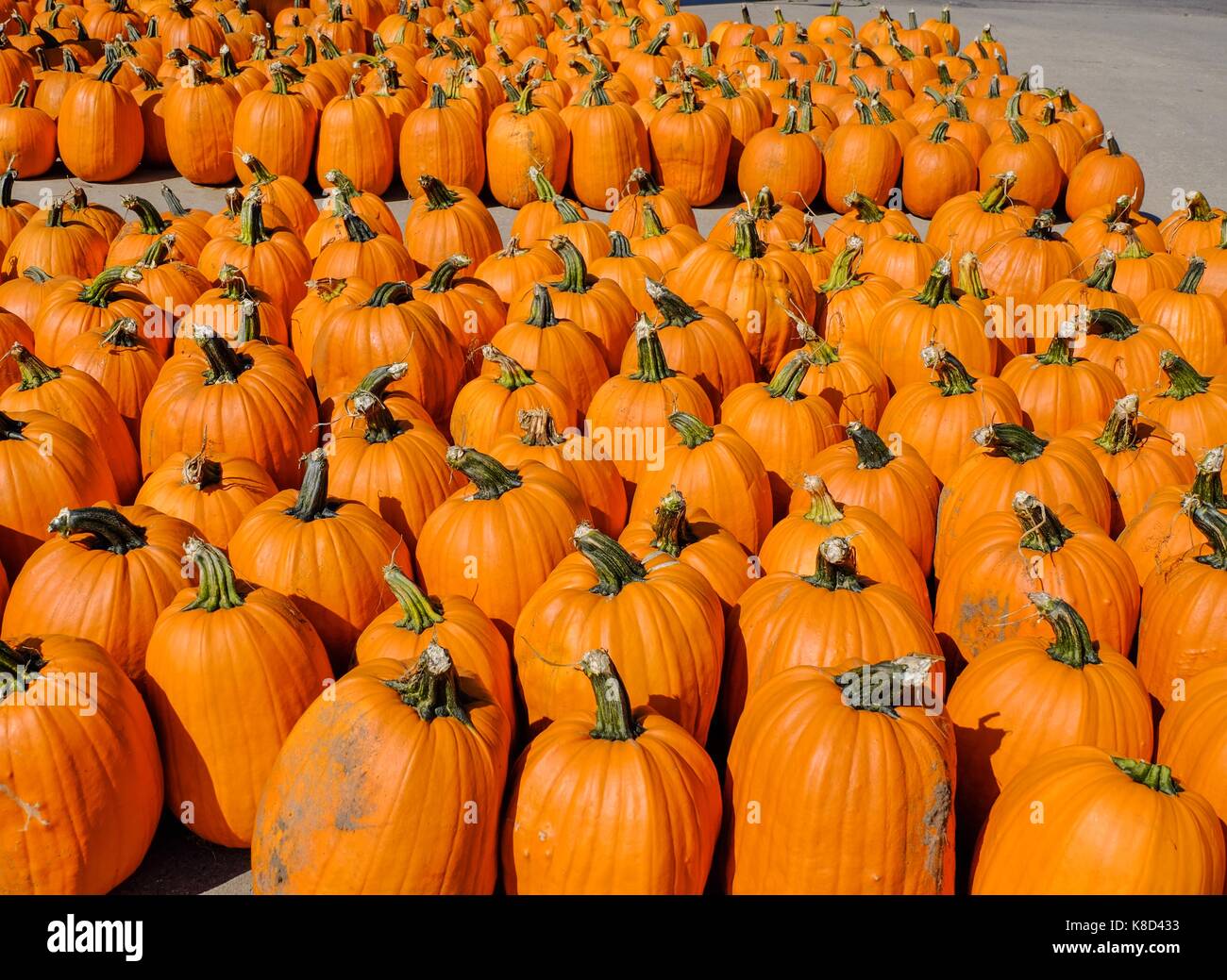 Pile of pumpkin at a fresh market Stock Photo - Alamy