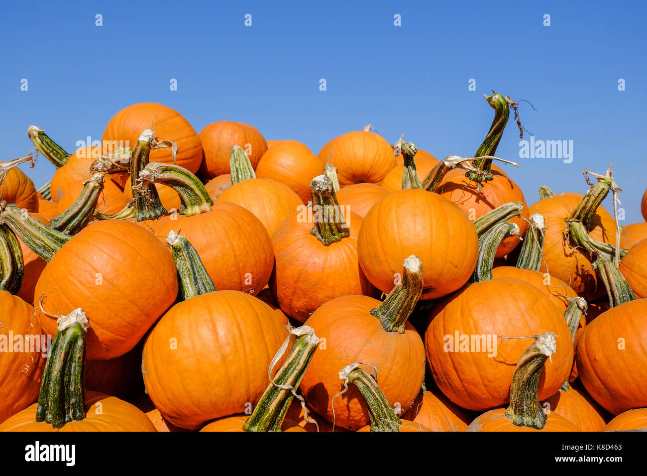 Pile of pumpkin at a fresh market Stock Photo - Alamy