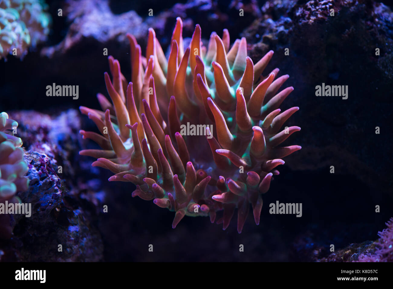 close up of red bubble tip anemone Stock Photo