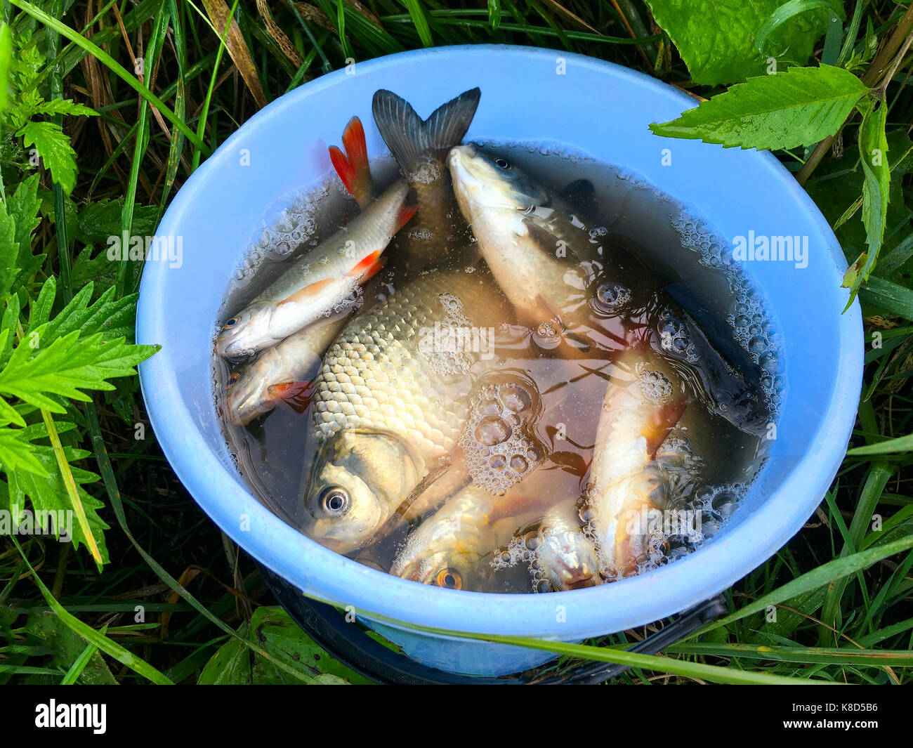 Fresh fish caught on a fishing rod in a plastic bucket Stock Photo