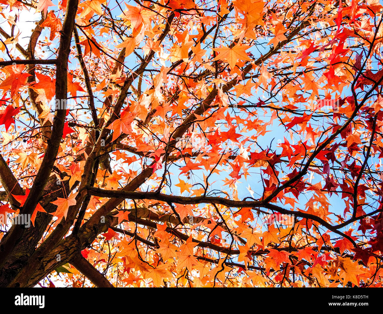 Autumn leaves fall from branches of trees with blue sky Stock Photo - Alamy