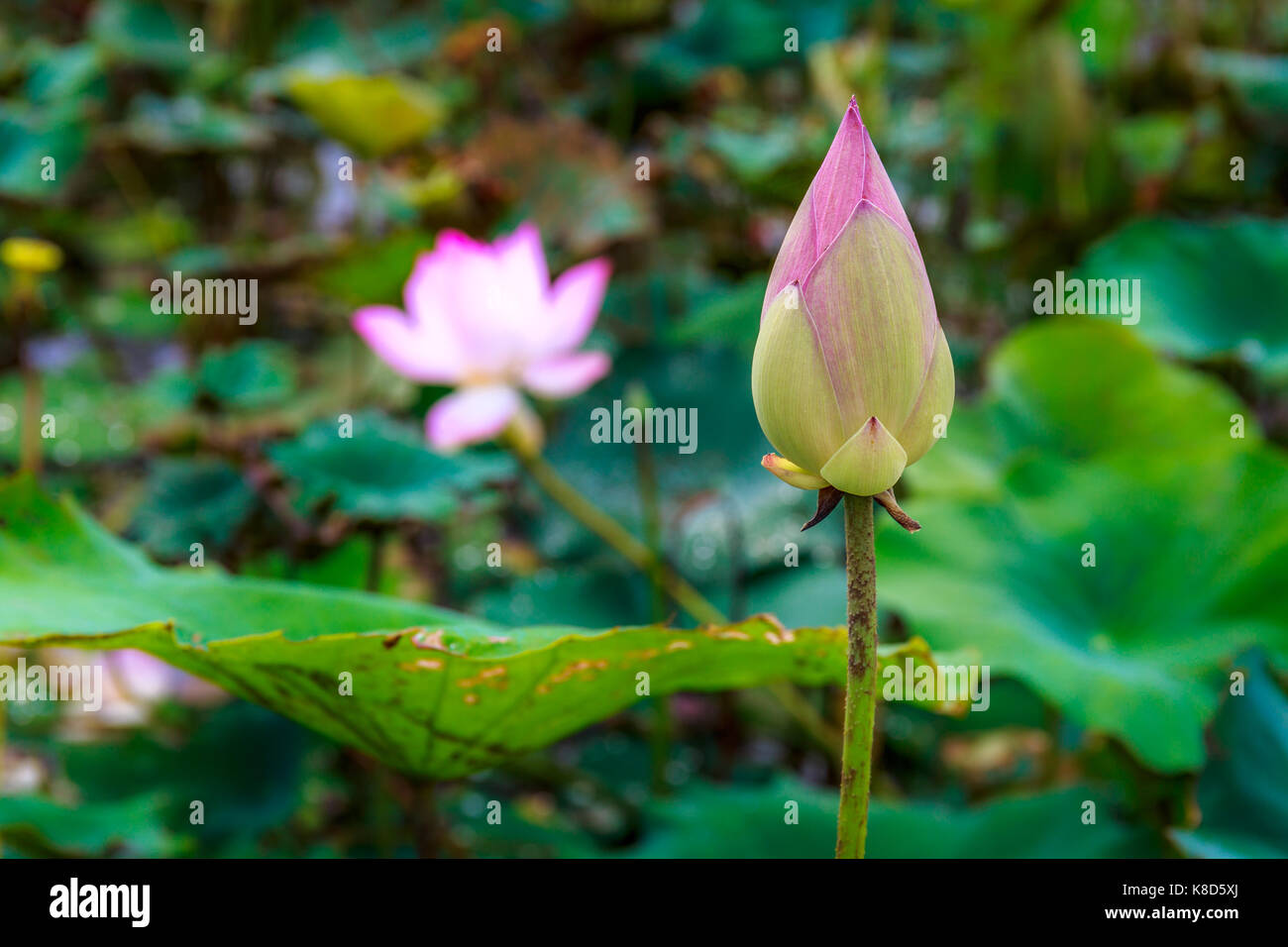 Elegant Lotus Flower Just Before Blooming Beautifully Grow in a Natural