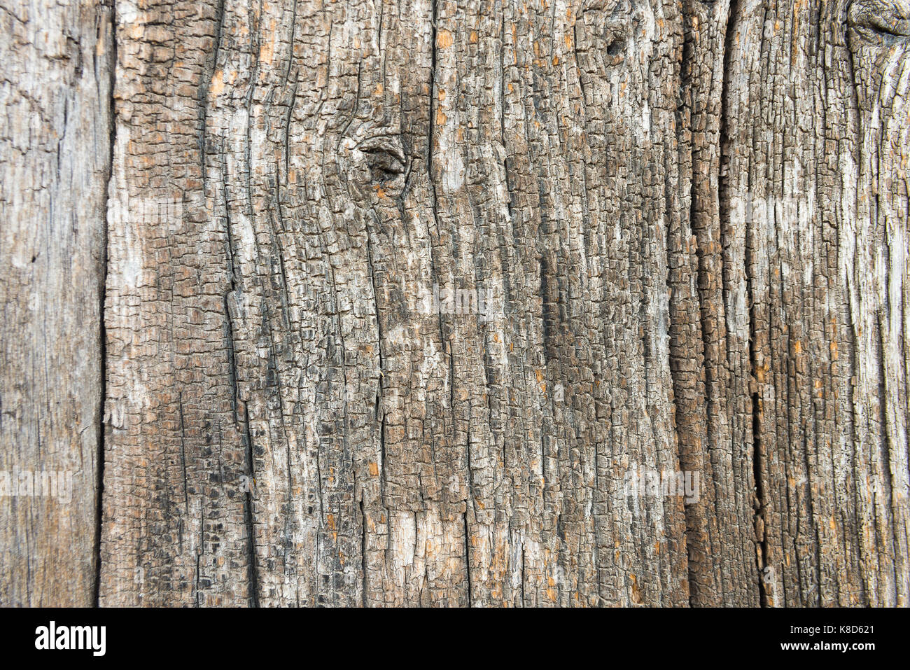 Old Wood Tree Texture Background Stock Photo - Alamy