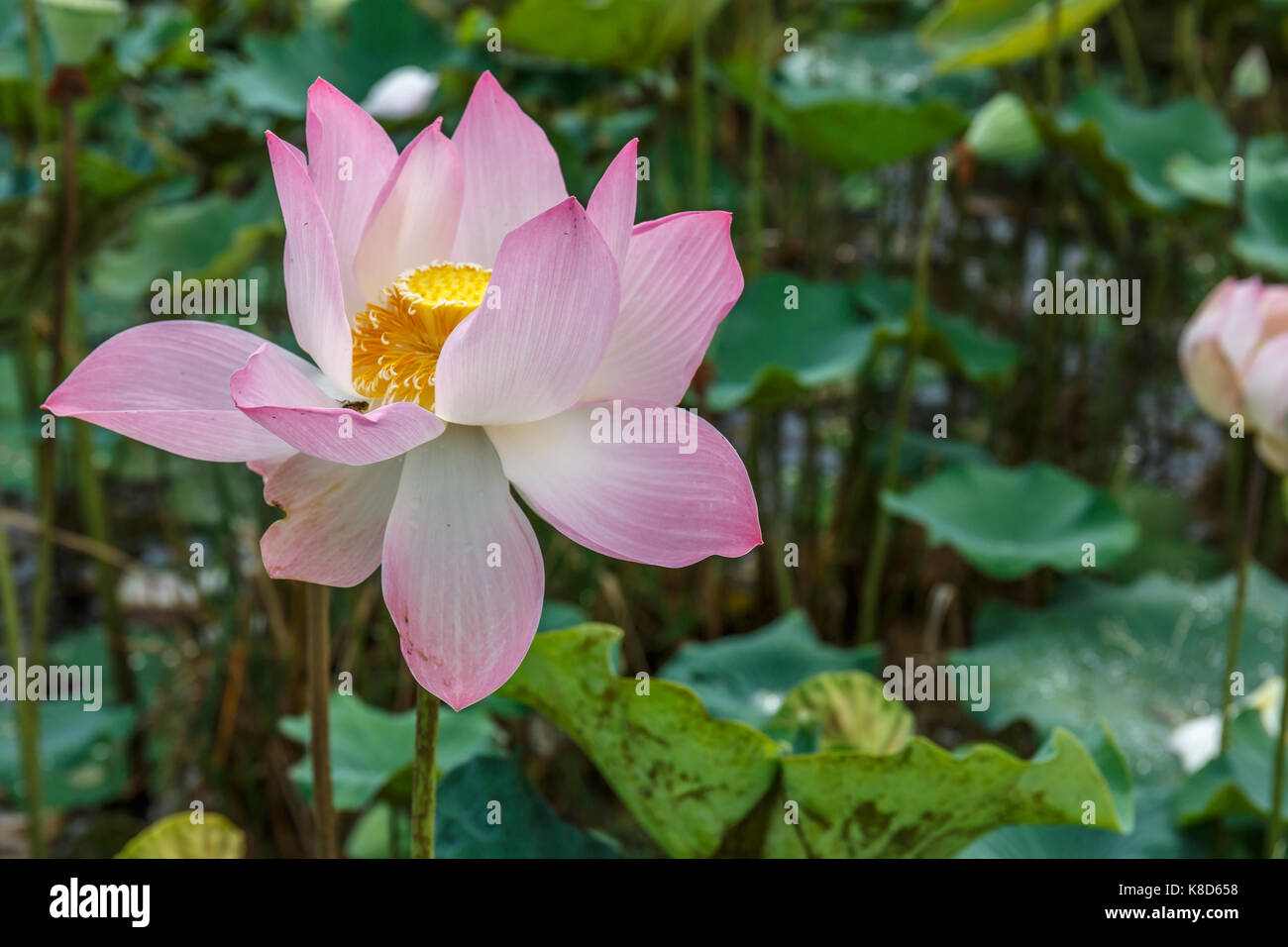 Single Elegant Pink and White Lotus Flower Brightly Bloom in a Calm and