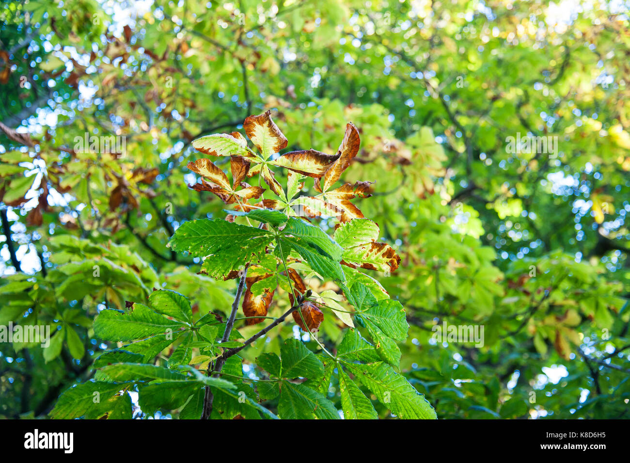 Early signs of autumn with the horse chestnut tree. Stock Photo