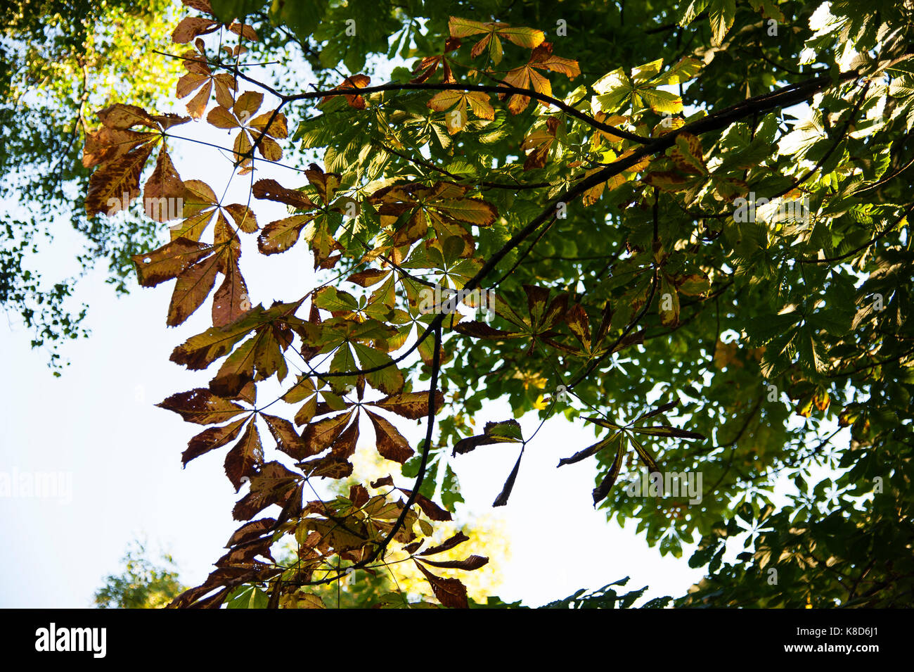 Backlit leaves of the horse chestnut tree on a sunny autumnal day. Stock Photo