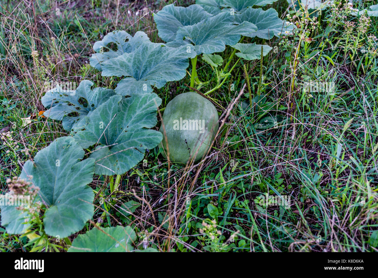 Fruit of vegetable pumpkin green leaves Stock Photo - Alamy