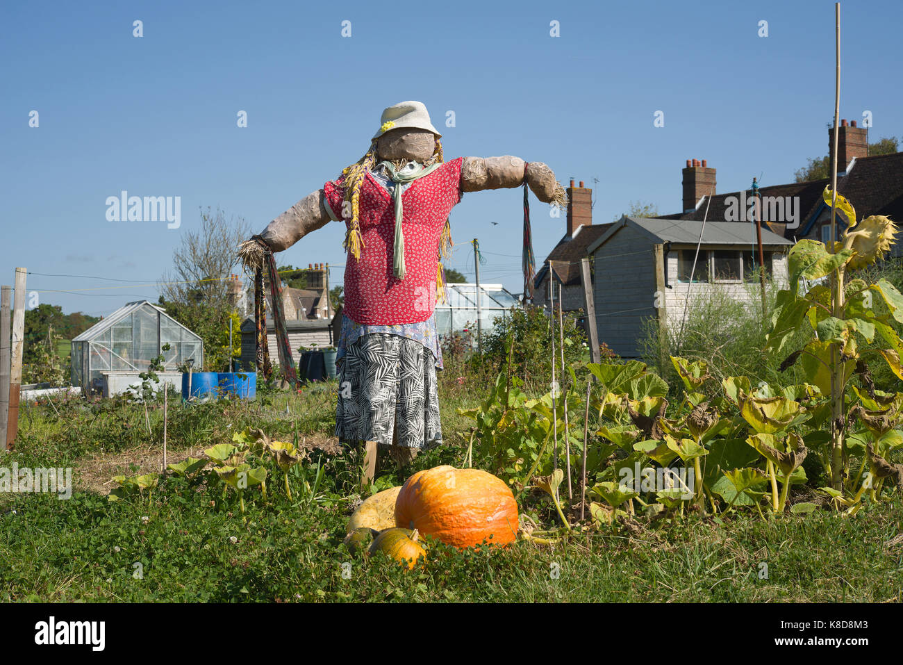Woman Scarecrow guarding ripe pumpkins on an allotment. Stock Photo
