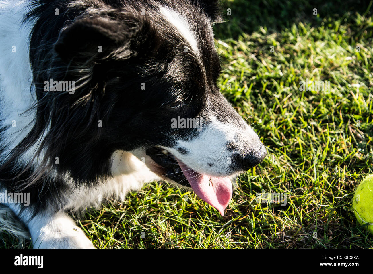 A border collie panting Stock Photo Alamy