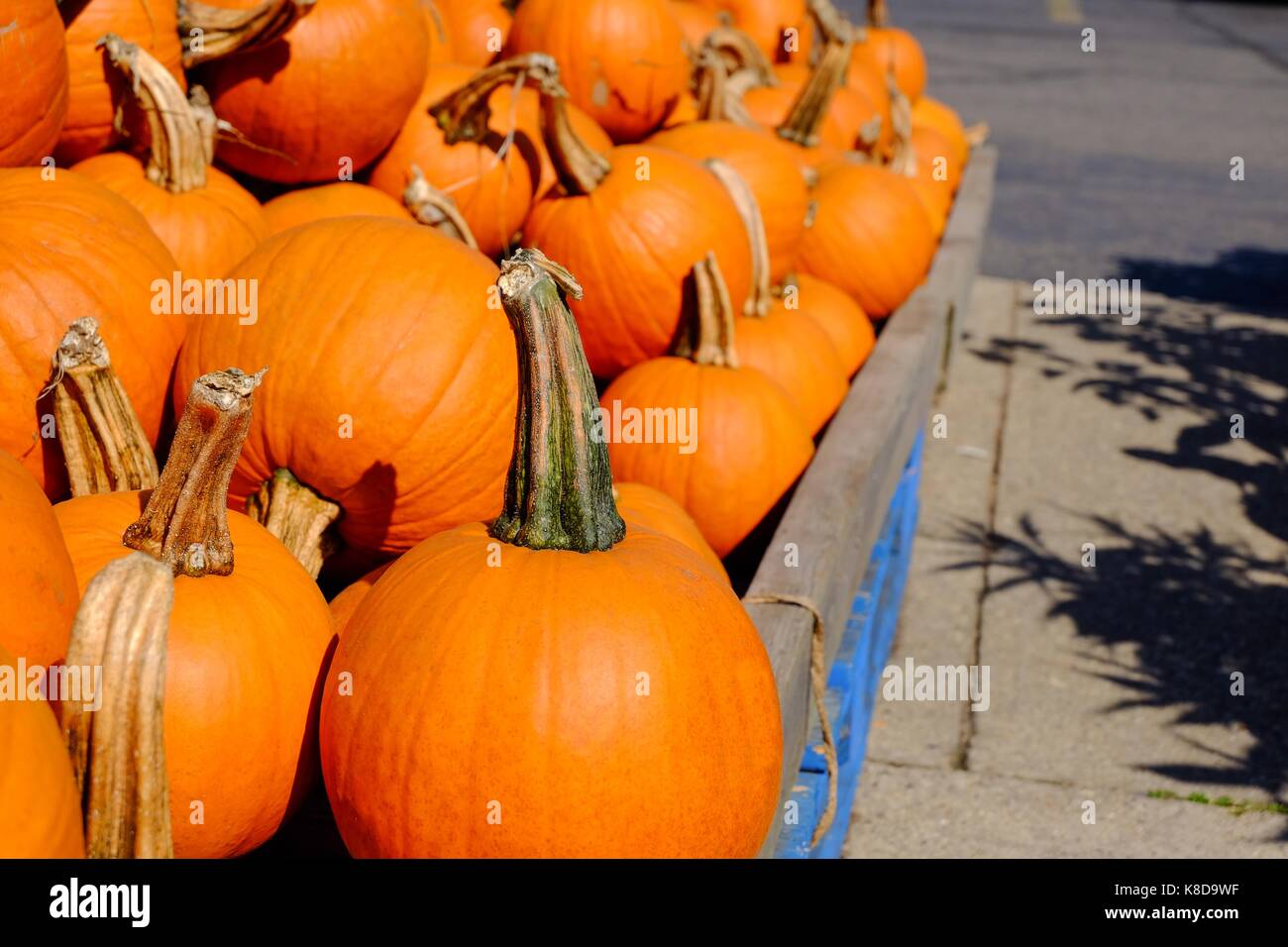 Pile of pumpkin at a fresh market Stock Photo - Alamy