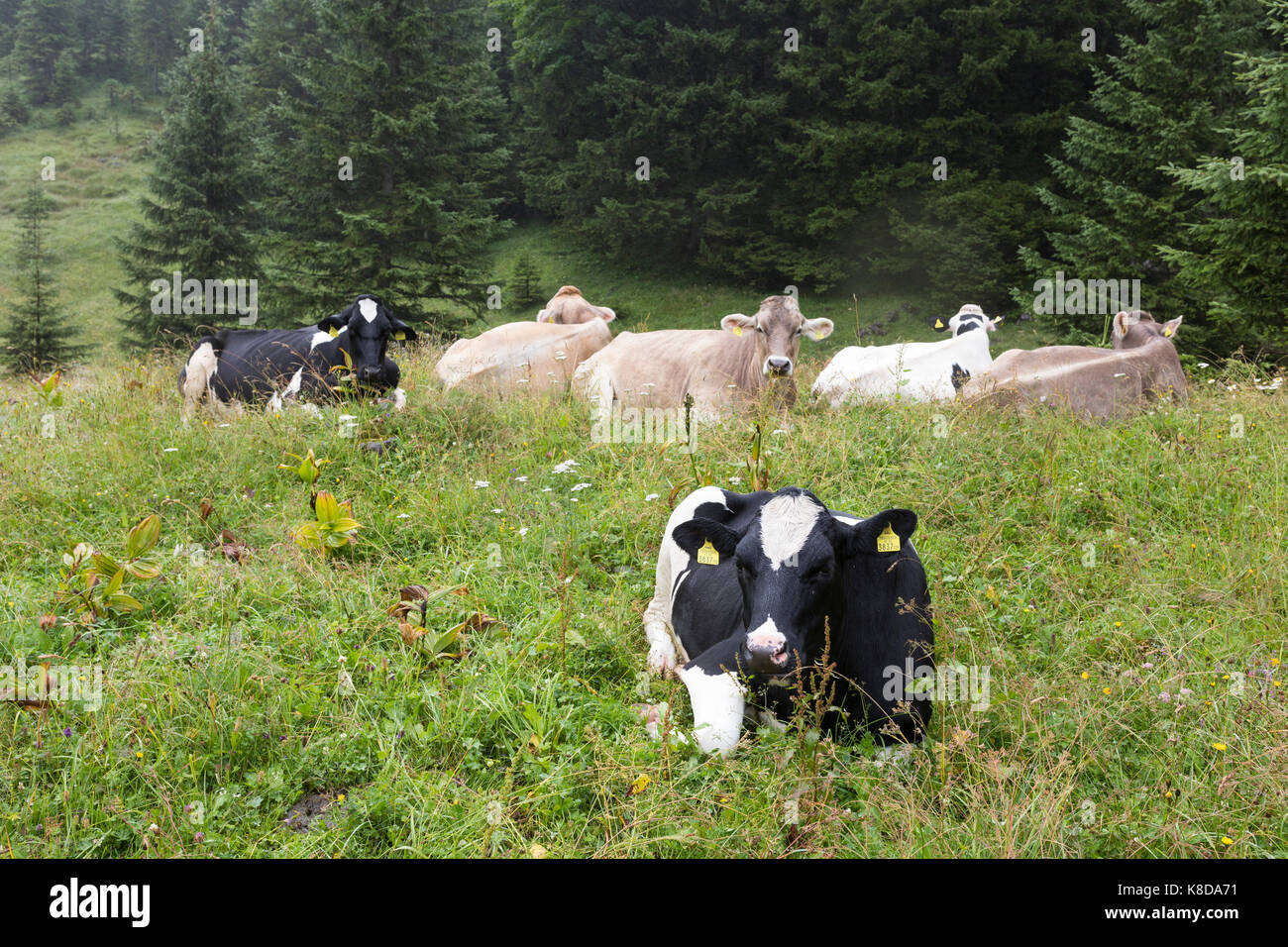 Holstein cow lying hi-res stock photography and images - Alamy