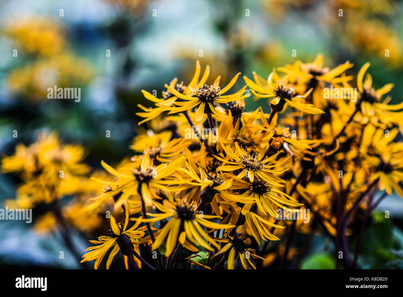 Yellow coneflowers blooming in garden, summer time early autumn Stock
