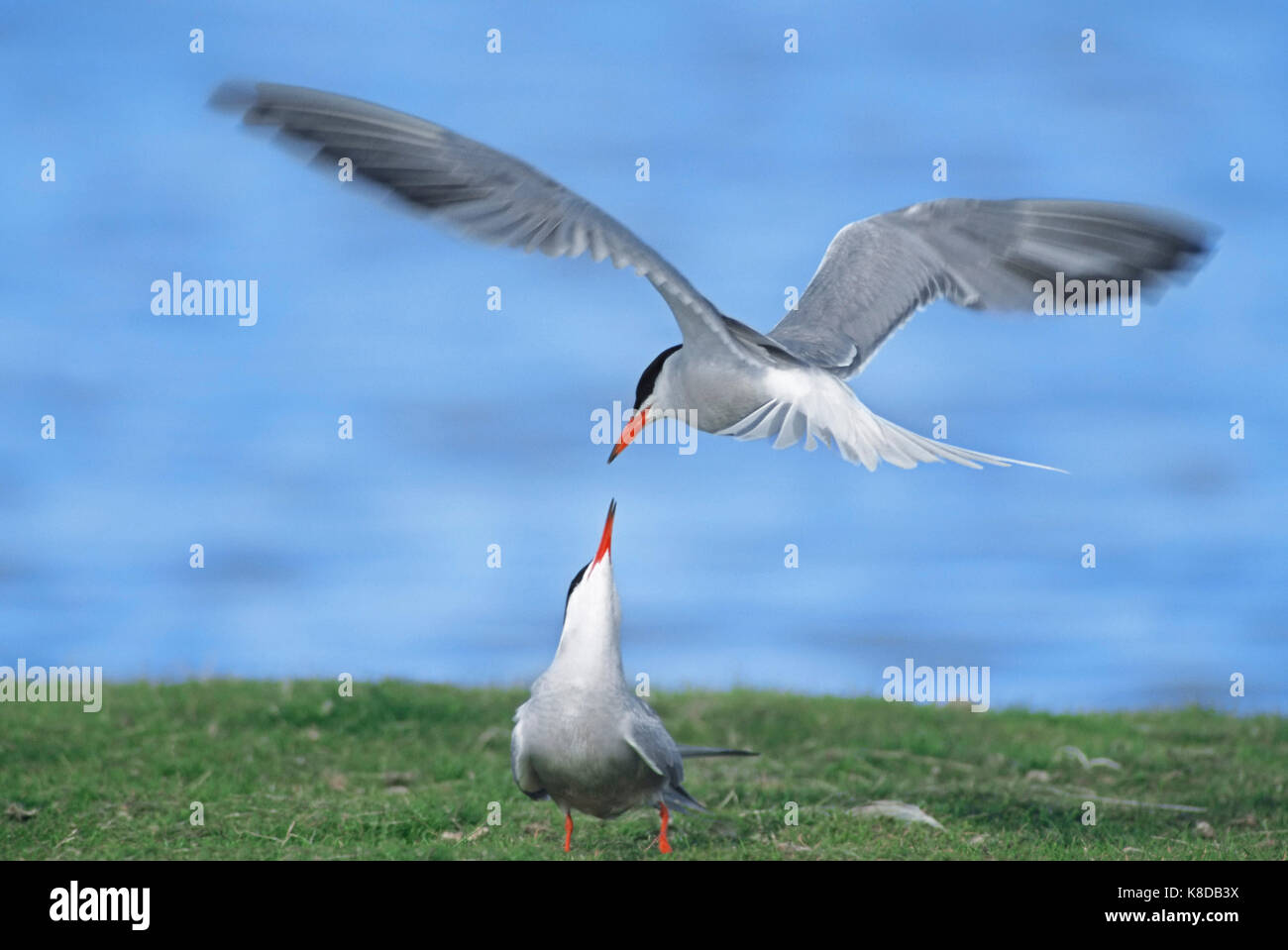 Common Terns, quarreling, Texel, Netherlands / (Sterna hirundo) | Flussseeschwalben, streitend, Texel, Niederlande / (Sterna hirundo) Stock Photo