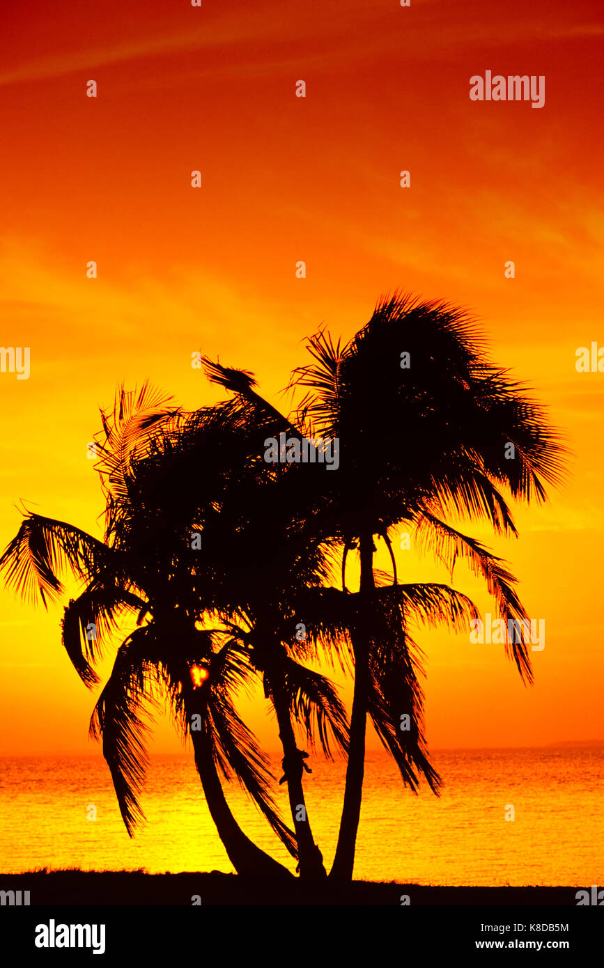 Coconut Palms at sunset, Sanibel Island, Florida, USA / (Cocos nucifera) | Kokospalmen bei Sonnenuntergang, Sanibel Island, Florida, USA Stock Photo