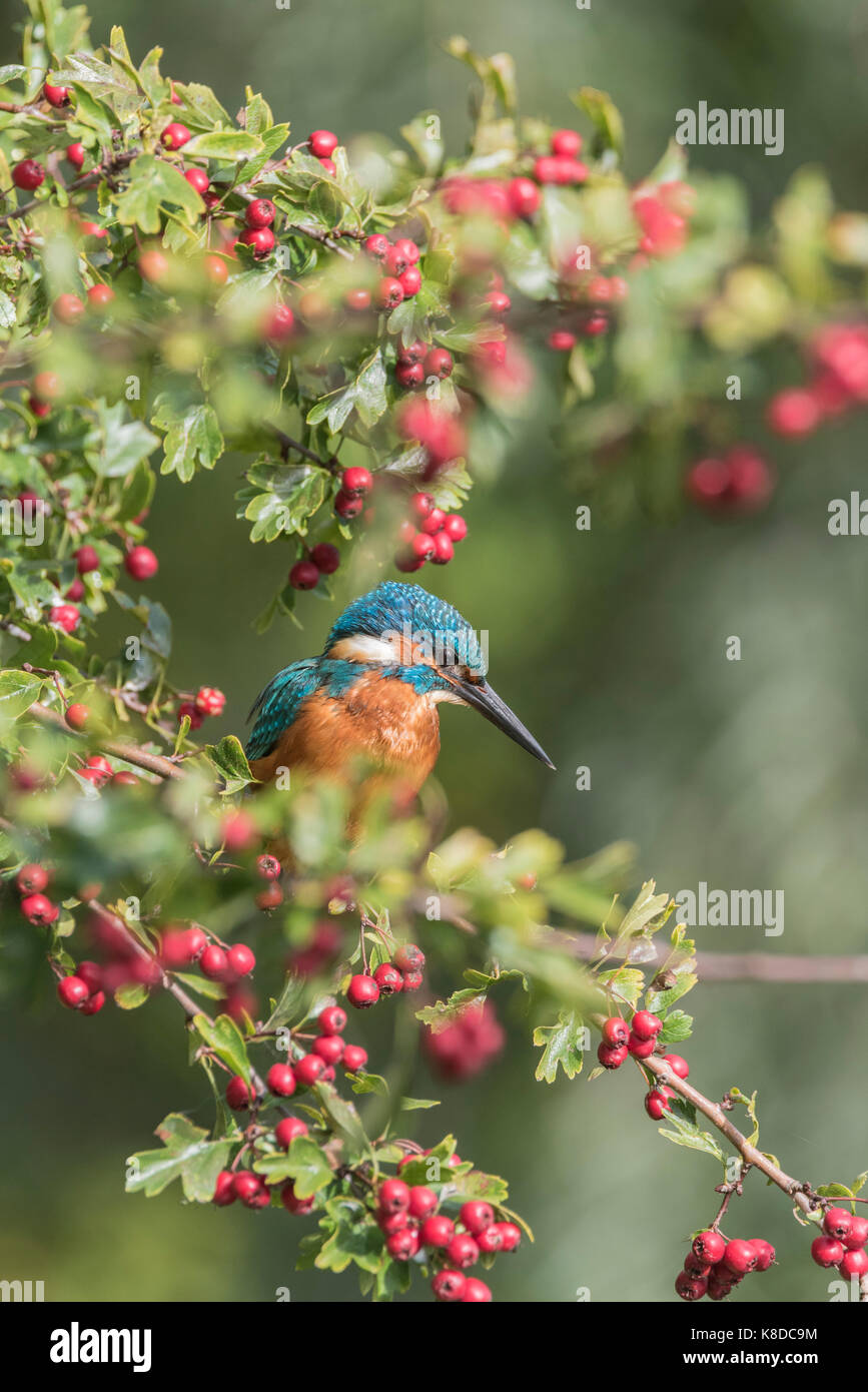 Male Kingfisher (Alcedo atthis) perched in a Hawthorn tree (Crataegus monogyna) Stock Photo