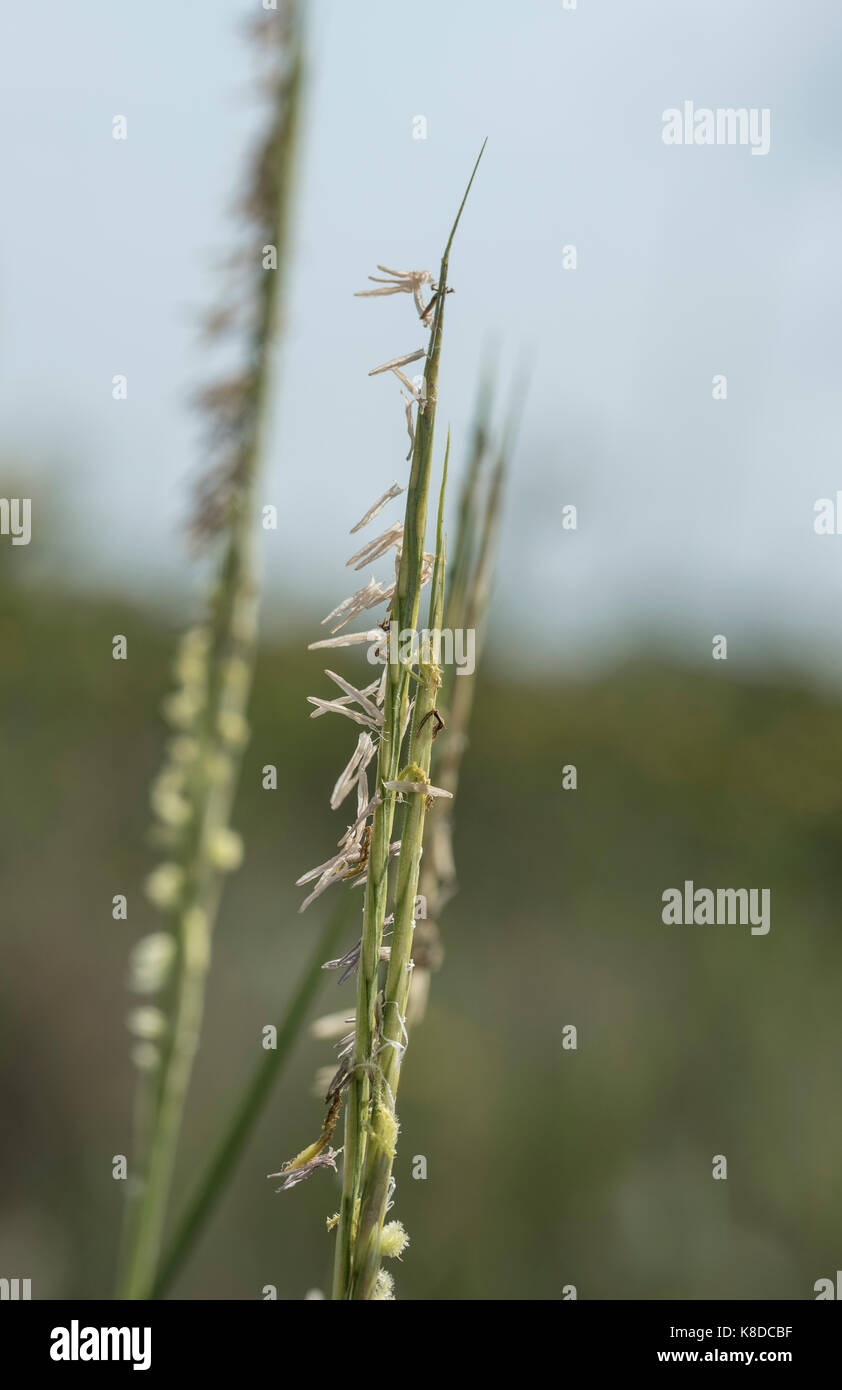 Flowering spike of Cord-grass (Spartina sp) Stock Photo