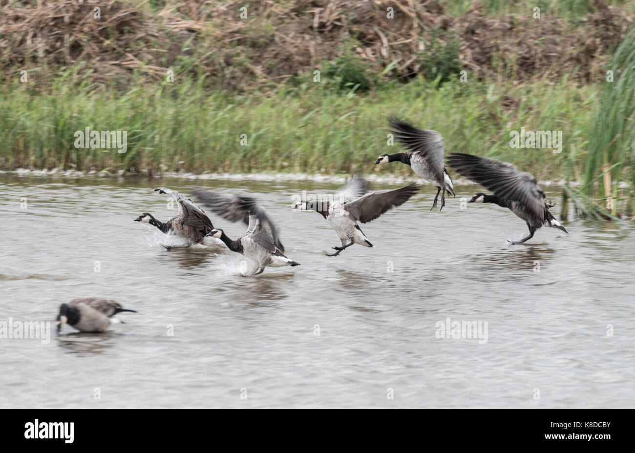Part of a flock of Barnacle Goose (Branta leucopsis) landing in water Stock Photo