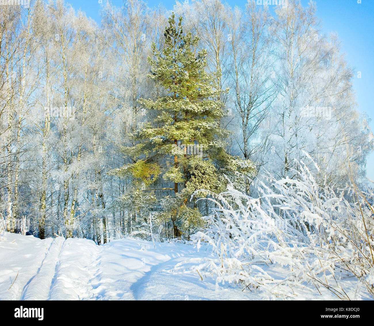 rural winter snowy landscape with forest,footpath and blue sky. trees ...
