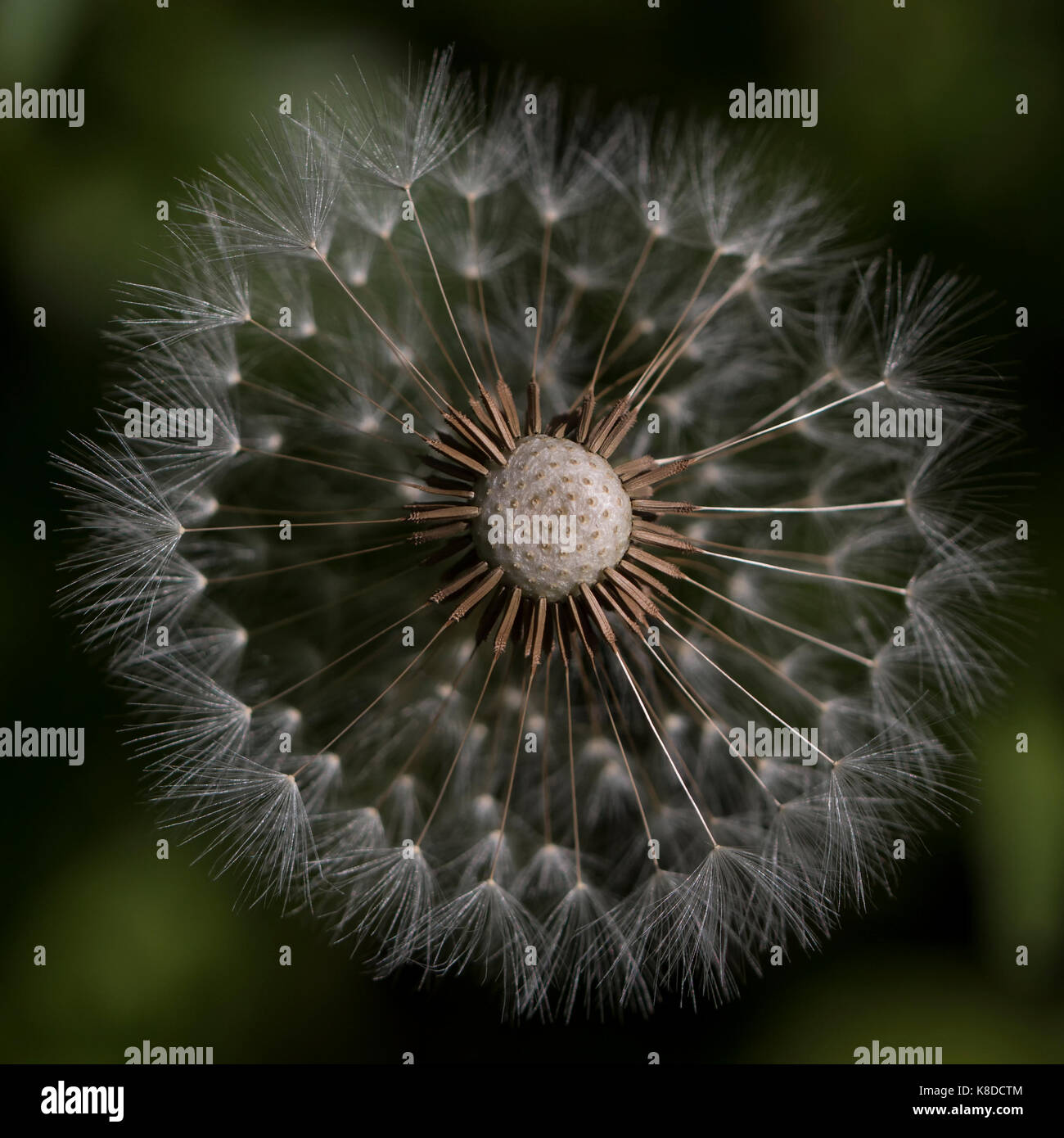 Macro shot looking down on to a dandelion clock with it's top half missing. An attractive abstract pattern with a blurred dark green  background. Stock Photo