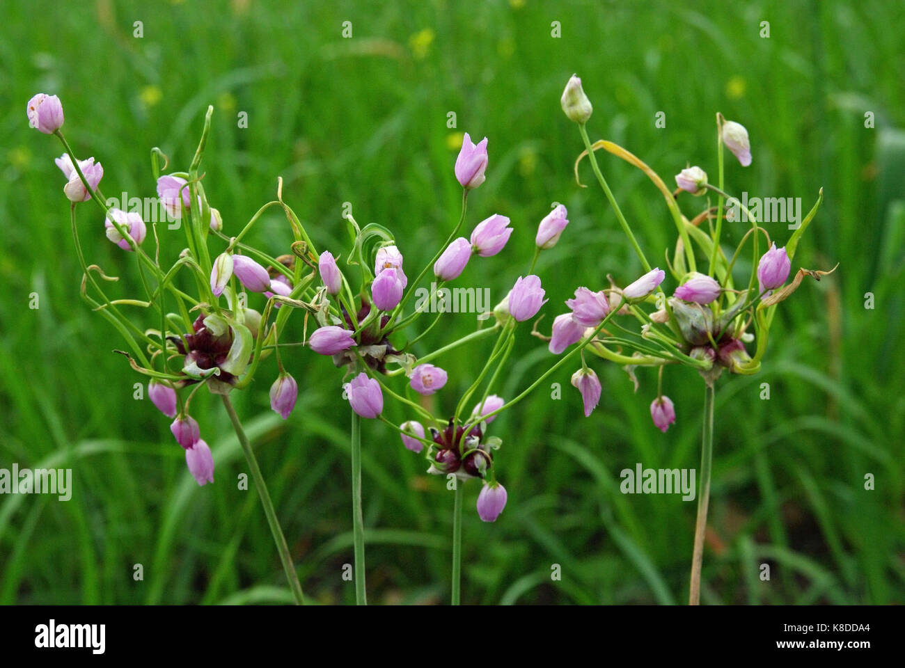 Allium roseum, the Rosy garlic, family Amaryllidaceae, native to the Mediterranean region Stock Photo