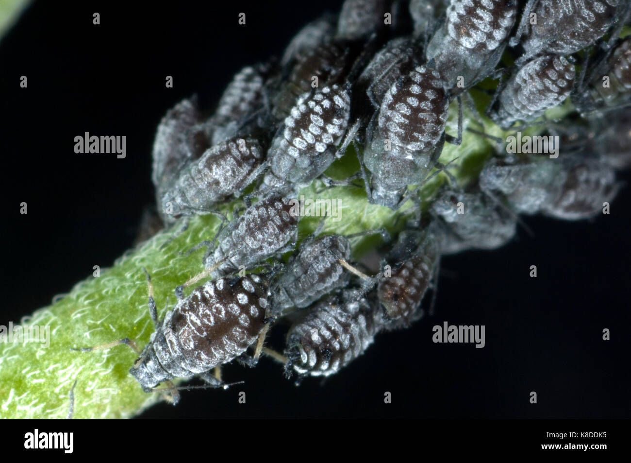 Colony of waxy willowherb aphids, Aphis epilobiaria, on a weed species, broad-leaved willowherb, Epilobium montanum Stock Photo