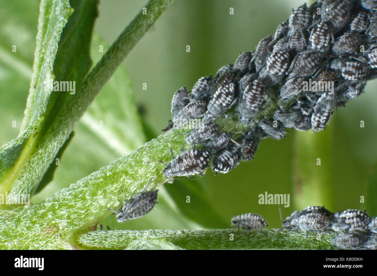 Colony of waxy willowherb aphids, Aphis epilobiaria, on a weed species, broad-leaved willowherb, Epilobium montanum Stock Photo