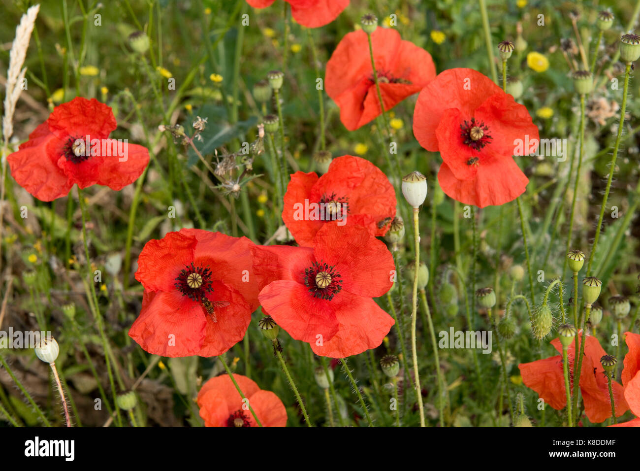 Long headed poppy, Papaver dubium, red delicate flowers and green seedpods, West Berkshire, July Stock Photo