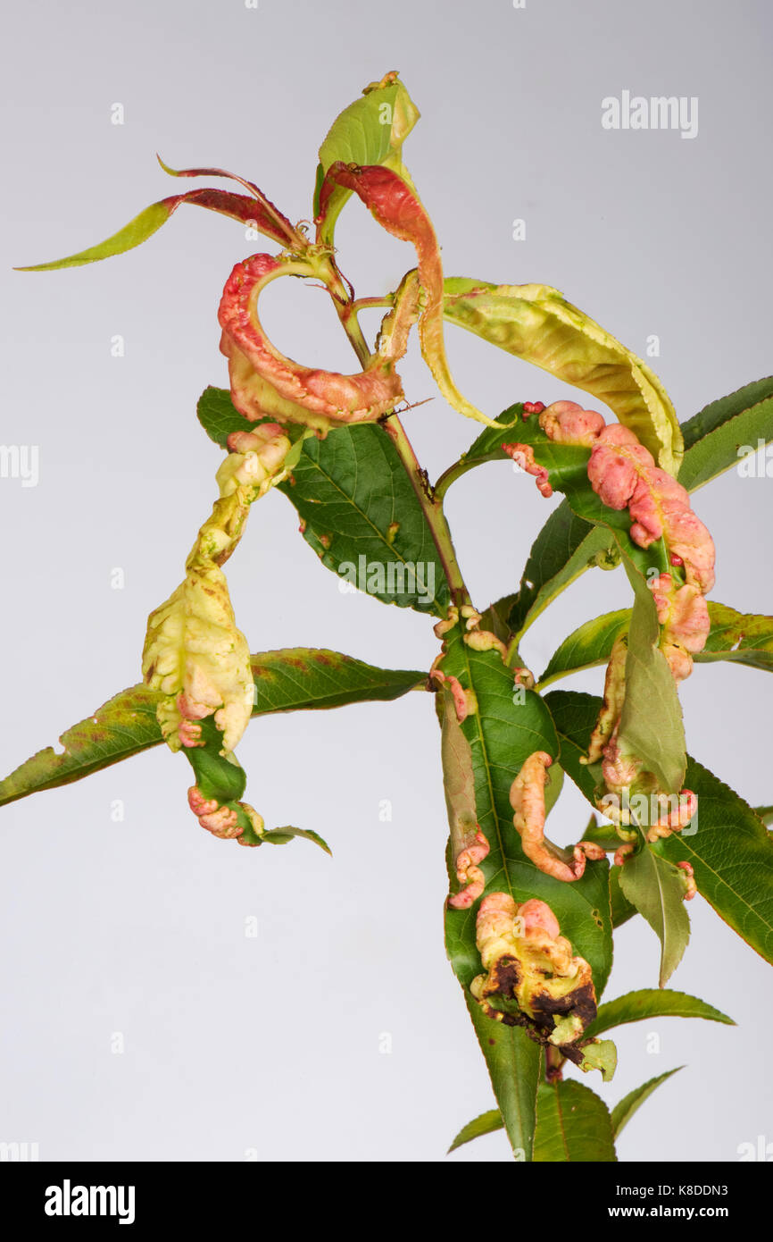 Peach leaf curl, Taprina deformans, fungal disease distortion of leaves on a young peach tree, Berkshire, September Stock Photo