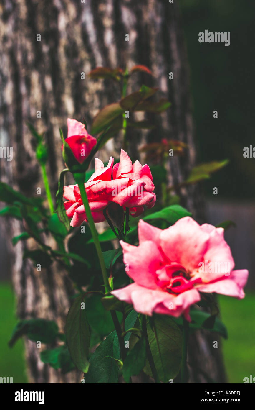 Multiple roses hi-res stock photography and images - Alamy