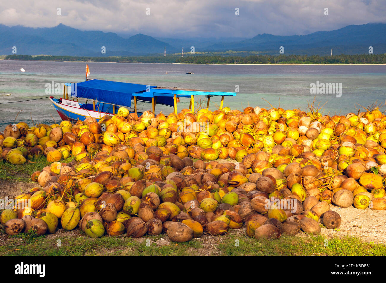Indonesia. Bali. Gili island. Coconut Harvest Stock Photo Alamy