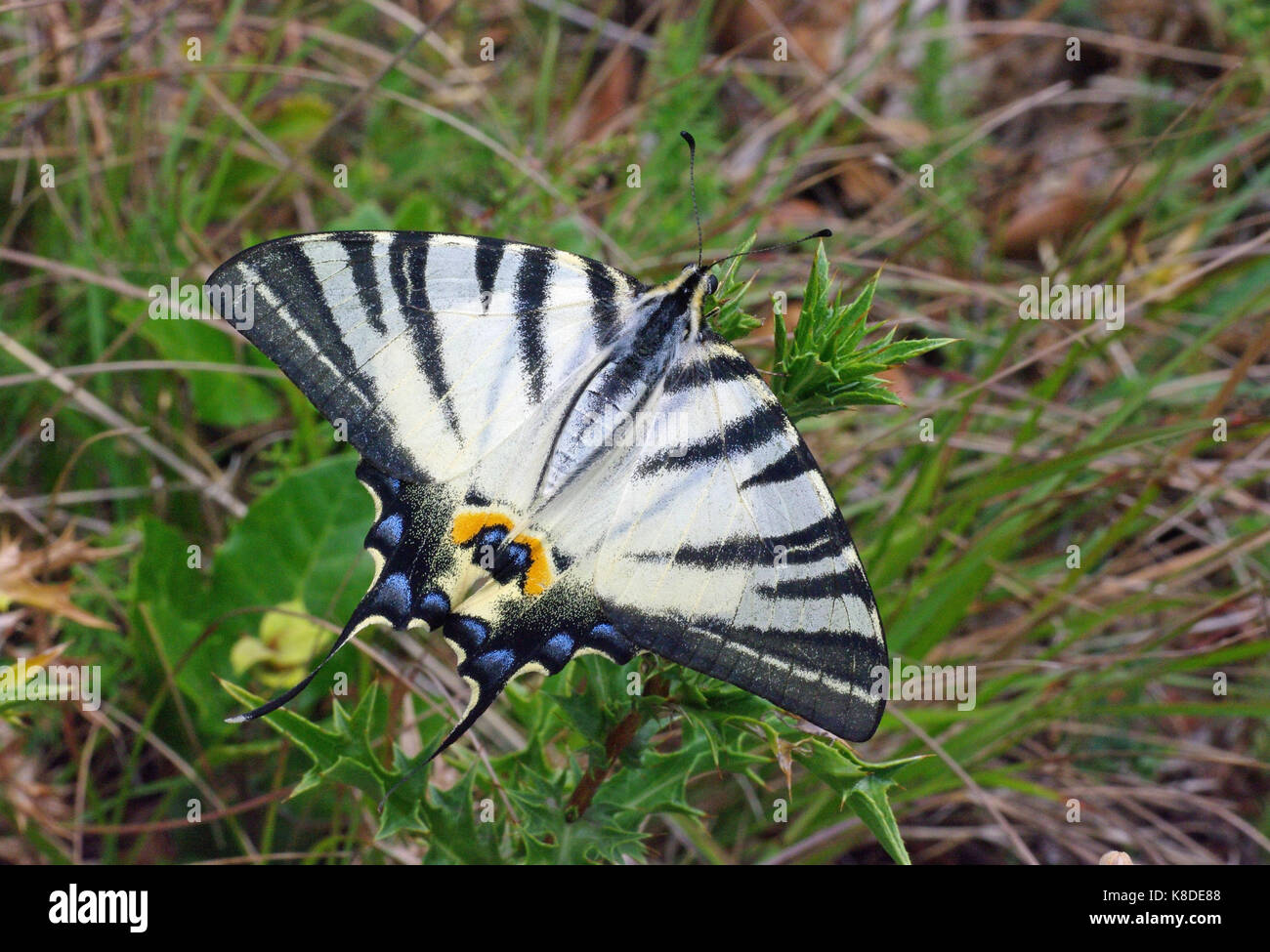 the large butterfly Iphiclides podalirius, the Scarce swallowtail Stock Photo