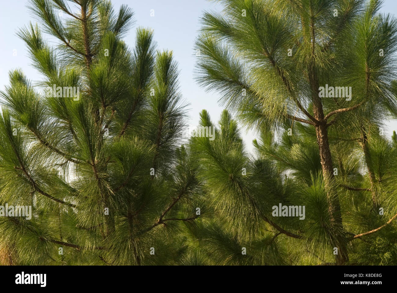 Long leafpine trees, Bethune, South Carolina, USA. Long leaf pine trees are used for mulch in landscaping. Stock Photo