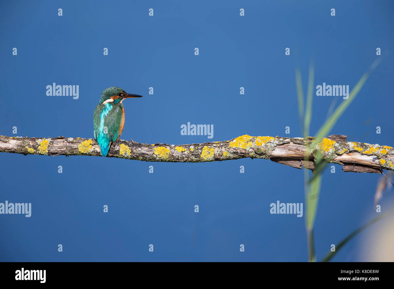 Brightly coloured Kingfisher Alcedo atthis perched on a branch overlooking a lake Stock Photo