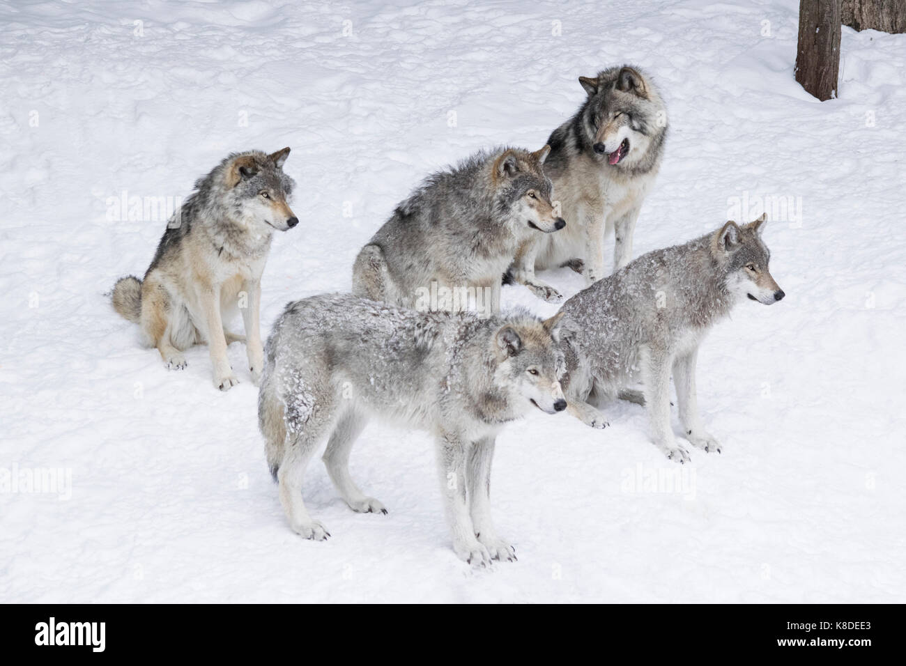 A group of Wolves Stock Photo Alamy
