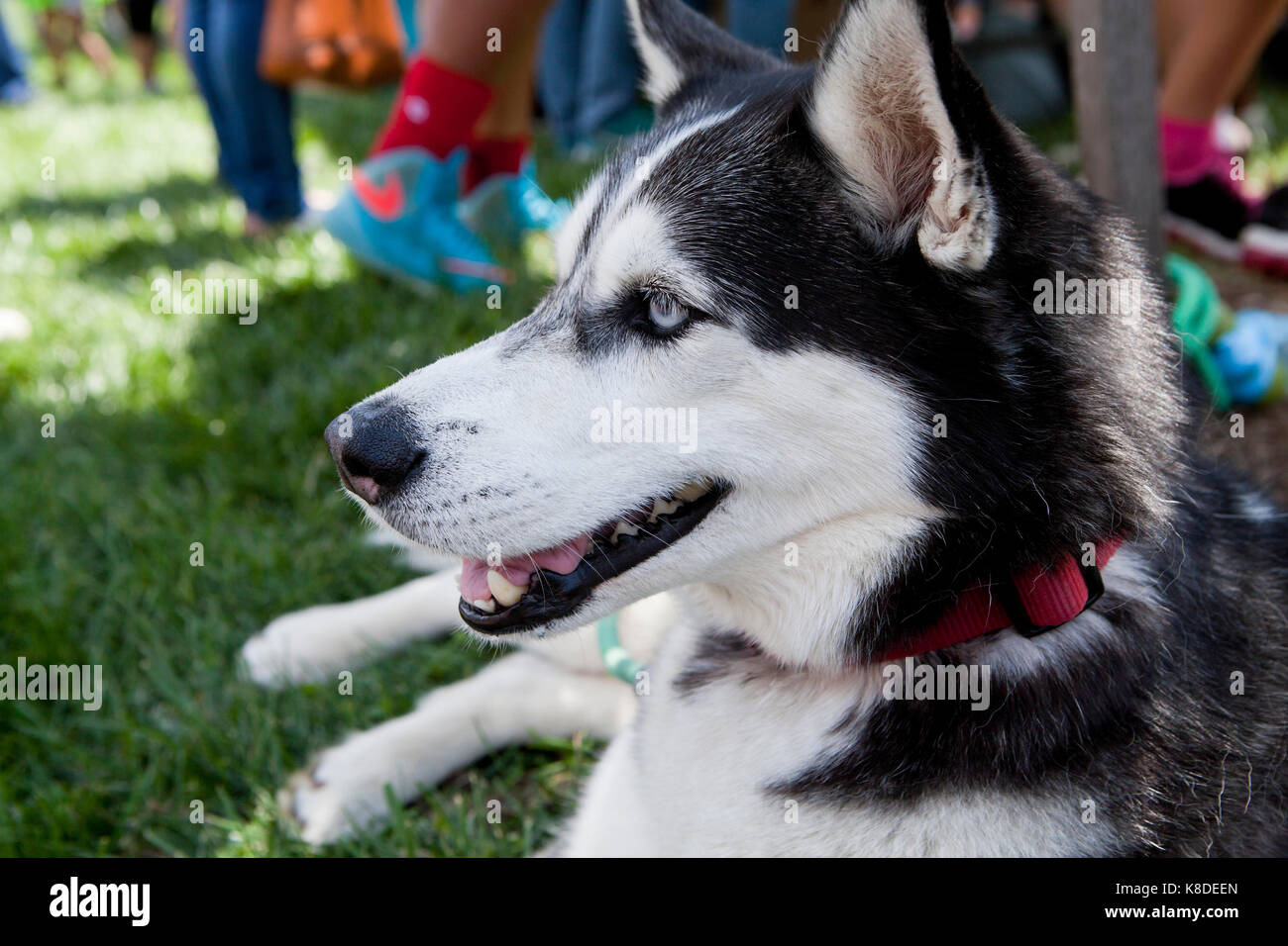Siberian husky dog sitting in park, close up - USA Stock Photo